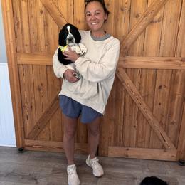 Buddy - Black white and tan male English Springer Spaniel puppy in Braidwood, Illinois from A & R Springers