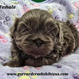 Lilac Girl 1 - Lilac female Shih Tzu puppy in Oakville, Washington from Garrard Creek Shih Tzus