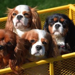 Cavalier King Charles Spaniels from Loving Companion Cavaliers