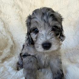 Belle - female Australian Mountain Doodle puppy in Fullerton, California from Emerald Creek Doodles