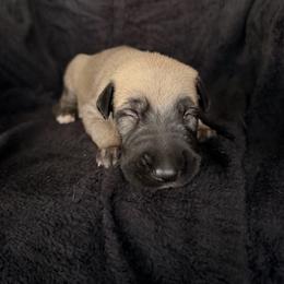 Magic - Wheaten male Irish Wolfhound puppy in Uintah County, Utah from Bingo's Wolfhounds, Lollipop Pomskies