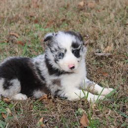 Veda - Blue merle female Border Collie puppy in Cedartown, Georgia from Ferguson Border Collies