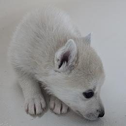 Pomsky Puppies from Peoria Pomskies