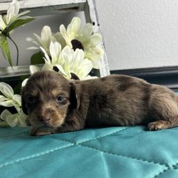 Cheyenne - Dapple female Dachshund puppy in Gilbertsville, Kentucky from DeLaunes Dachshunds