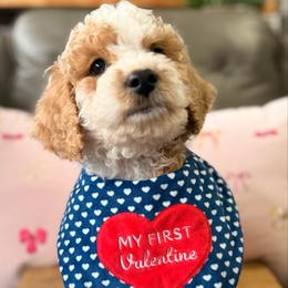 Fritz - Parti male Poodle puppy in Chattanooga, Tennessee from Scenic City Doodles