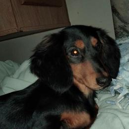 Tiny - Dachshund