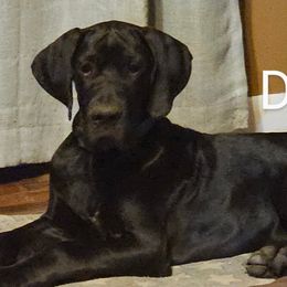 Duffy - Black Great Dane puppy in Martinsville, Indiana from Dusty Dream Danes