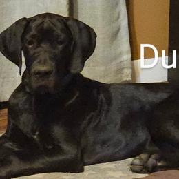 Duffy - Black Great Dane puppy in Martinsville, Indiana from Dusty Dream Danes