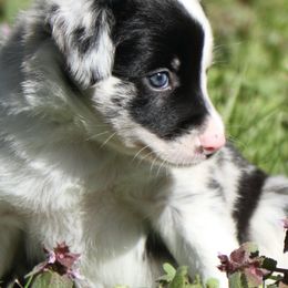 Border Collies from Cowgirl Faith Border Collies