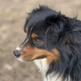 Tuff - Toy Australian Shepherd
