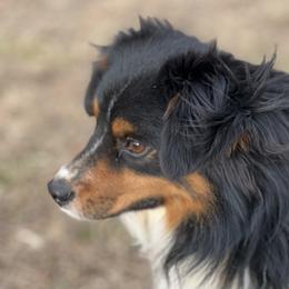 Tuff - Toy Australian Shepherd