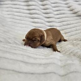 White Collar - Male - Yellow male Labrador Retriever puppy in Boyd, Minnesota from Lindley Labradors