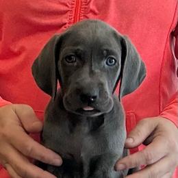 Pearly - Blue female Weimaraner puppy in Aitkin, Minnesota from Whispering’s GunDogs
