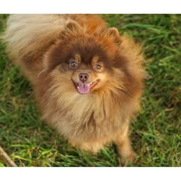 Reese - Pomeranian