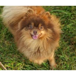 Reese - Pomeranian