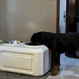 Rottweiler and Yorkshire Terrier Puppies from Superior Family Kennels