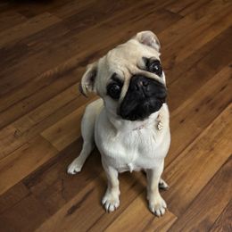 Willow - Pug