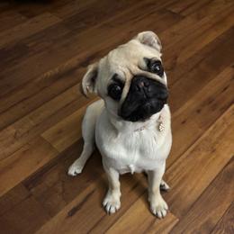 Willow - Pug