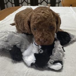 Drew - Red male Cockapoo puppy in Sheridan, Missouri from Shepherdsfold’s Cockapoos