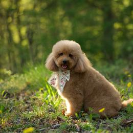 Maltipoo puppies from Heavenly Puppies to Love