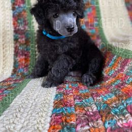 Poodle Puppies from Bea Legend Toy and Mini Poodles