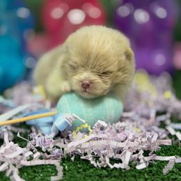 Locket - Lavender male Pomeranian puppy in Stockton, California from Pommiepalace