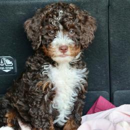 Shepard - Brown and white male Bernedoodle puppy in Muskogee, Oklahoma from Lawler’s Legacy Litters