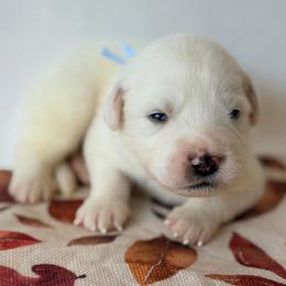 Varsity - White male Great Pyrenees puppy in San Marcos, California from Faith Family Freedom Farm