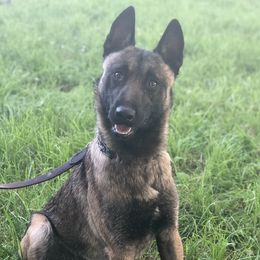 Remus - Belgian Malinois
