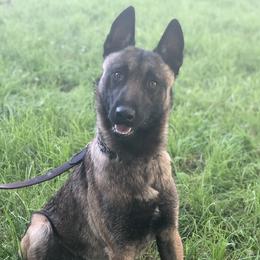Remus - Belgian Malinois