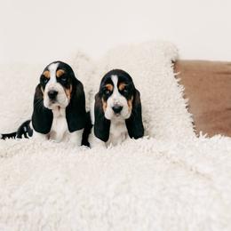 Basset Hound and Dalmatian Puppies from Lazy B Bassets and Dalmatians