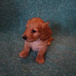 Michael - Red male Dachshund puppy in Quemado, New Mexico from TNT Dachshunds