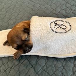 Stephanie Gilmore - Red sable female Havana Silk Dog puppy in Mevhanicsburg, Pennsylvania from Treasure Isle Silks