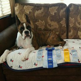 Chloe - Boxer