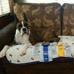 Chloe - Boxer