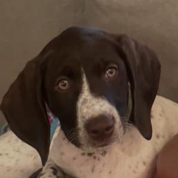 Yellow (SJ) - White and liver female German Shorthaired Pointer puppy in Paso Robles, California from DragonPoint Gun Dogs