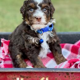 Blue - Tri-color male Bernedoodle puppy in Hesperia, Michigan from Red Acres Poodles & Doodles