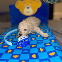 Boy 2 - Poodle puppy in Shelbyville, Tennessee from Rains Poodles Of Middle TN