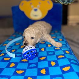 Boy 2 - Poodle puppy in Shelbyville, Tennessee from Rains Poodles Of Middle TN