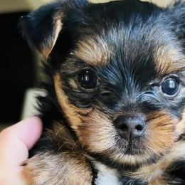 Yorkshire Terriers from A Lil Luv Pups