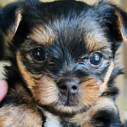 Yorkshire Terriers from A Lil Luv Pups