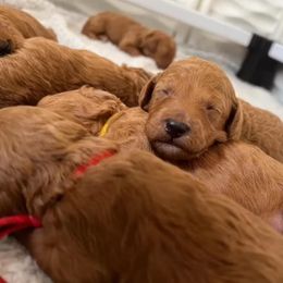 French Bulldog and Poodle Puppies from Beautifulbabypups