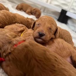 French Bulldog and Poodle Puppies from Beautifulbabypups