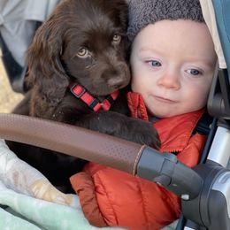 Boykin Spaniel Puppies from Bayhill Boykins