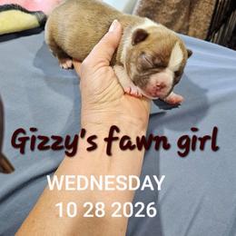 Gizzy's dark girl - Seal brindle and white female Boston Terrier puppy in Versailles, Indiana from Benhams Bostons