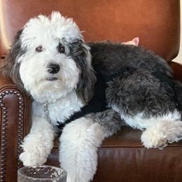 Bernedoodle, Bernese Mountain Dog, and Sheepadoodle All Grown Up from VonDoodles Bernedoodles & Sheepadoodles