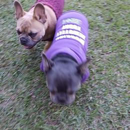 French Bulldogs from Sweet Girl Kennels🍯🦋