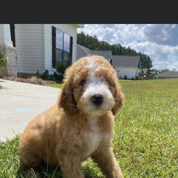 Goldendoodle and Poodle Puppies from CharleighRae Poodles and Doodles