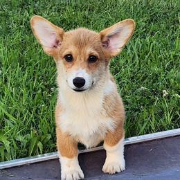 Flora - Red and white female American Corgi puppy in Dunbar, Nebraska from Vintage Corgis