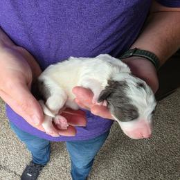 Cosmos - Blue merle male Bernedoodle puppy in Blackfoot, Idaho from Draper Mountain Doodles